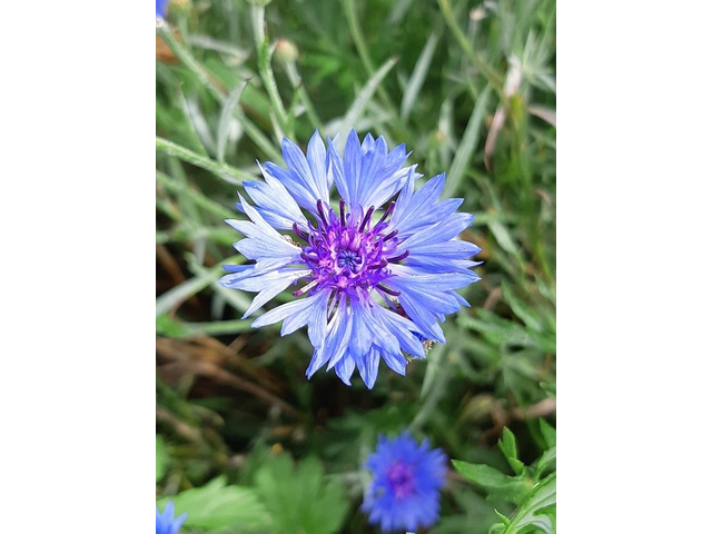 Im Frühling 2020 (5)